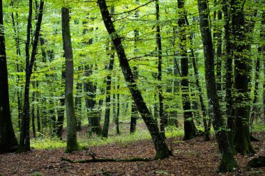 Moddy autumn forest with sun rays
