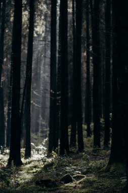 Moddy autumn forest with sun rays