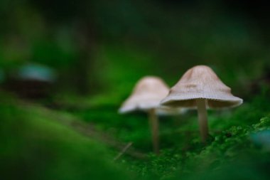Little fresh mushrooms, growing in autumn forest. Seasonal background.