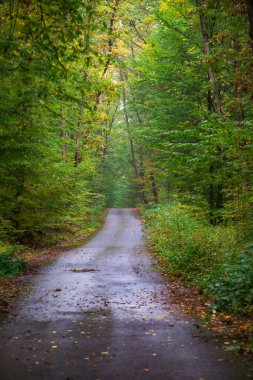 Empty mountain road in autumn forest