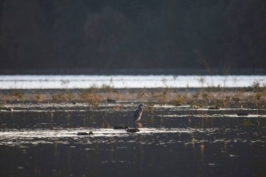 Gri balıkçılkuşu sığ sularda duruyor