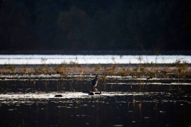 Gri balıkçılkuşu sığ sularda duruyor