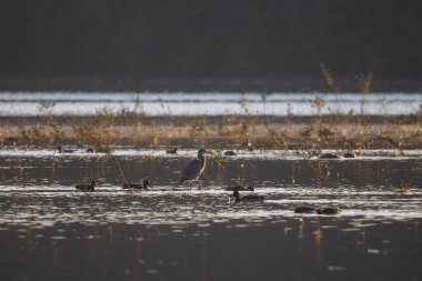 Gri balıkçılkuşu sığ sularda duruyor