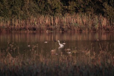 Gri balıkçılkuşu sığ sularda duruyor