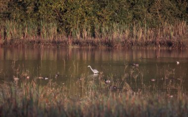 Gri balıkçılkuşu sığ sularda duruyor