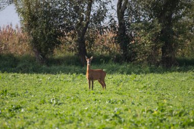 Deer grazing in autumn meadow.