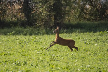 Deer grazing in autumn meadow.