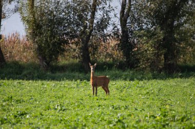Deer grazing in autumn meadow.