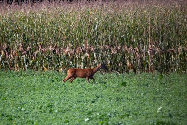 Deer grazing in autumn meadow.