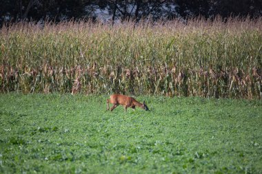 Deer grazing in autumn meadow.