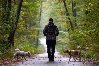 Kadın ve köpekleri güzel, sisli sonbahar ormanlarında geziniyorlar.