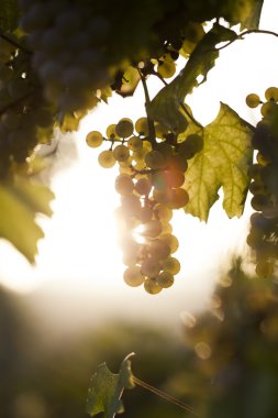 Asma üzerinde beyaz üzüm demet