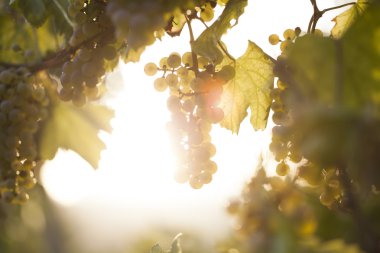 Asma üzerinde beyaz üzüm demet