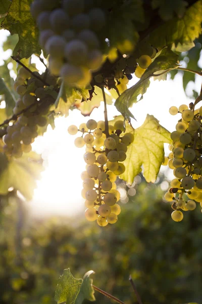 Bílé hroznové parta na vinici — Stock fotografie