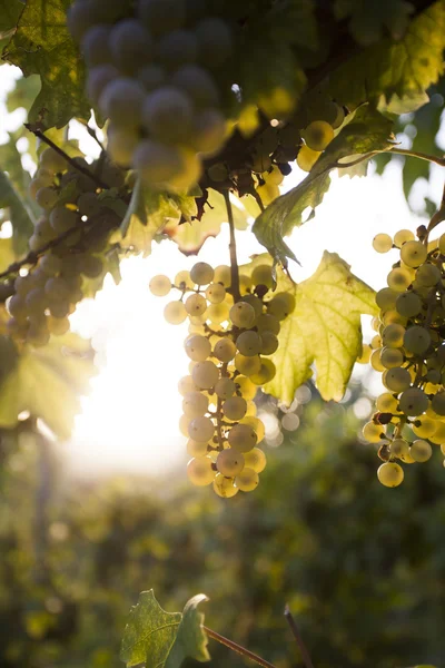 Bando de uvas brancas na videira — Fotografia de Stock