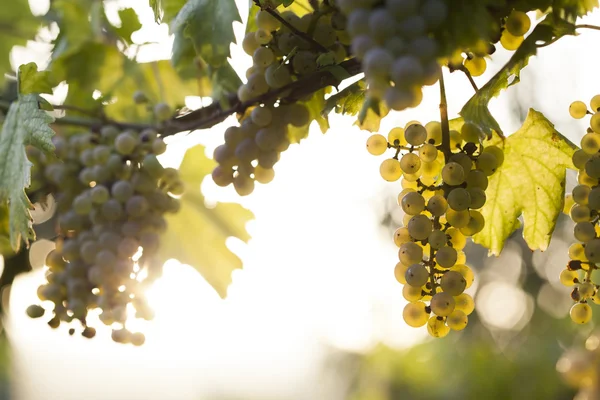 Bando de uvas brancas na videira — Fotografia de Stock