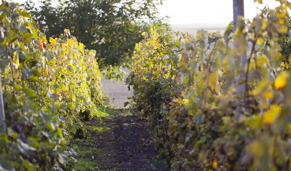 Witte druif bos op de wijnstok — Stockfoto