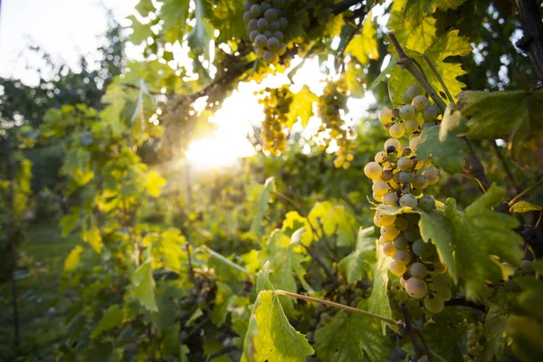 Bando de uvas brancas na videira — Fotografia de Stock