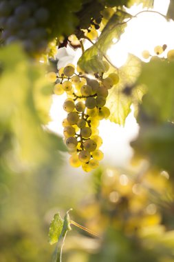 Asma üzerinde beyaz üzüm demet