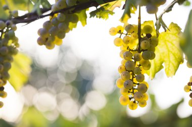 Asma üzerinde beyaz üzüm demet