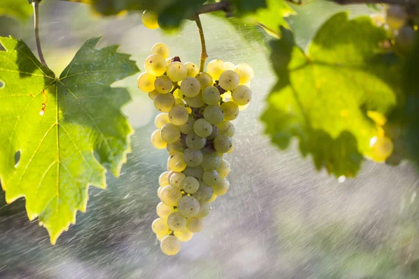 White grape bunch on the vine — Stock Photo, Image