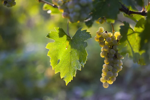 Bando de uvas brancas na videira — Fotografia de Stock