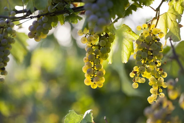 Bando de uvas brancas na videira — Fotografia de Stock