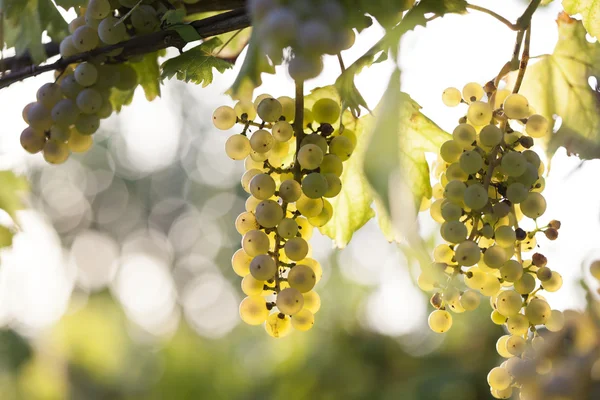 Bando de uvas brancas na videira — Fotografia de Stock