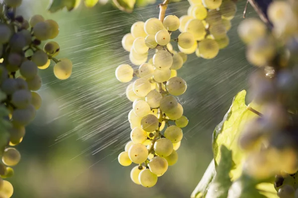 Bando de uvas brancas na videira — Fotografia de Stock