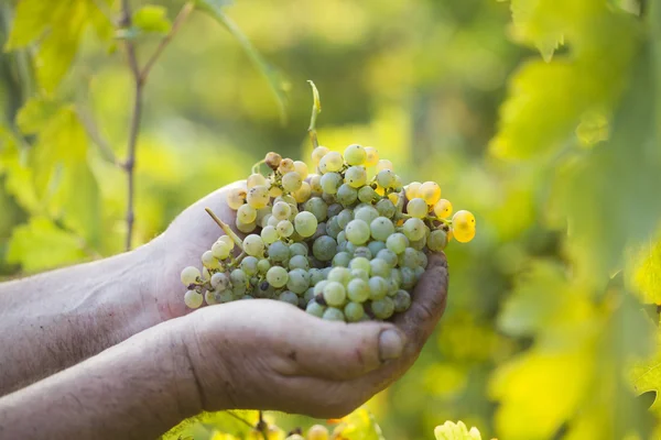 Mãos de agricultores segurando uvas colhidas — Fotografia de Stock