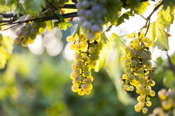 Bando de uvas brancas na videira — Fotografia de Stock