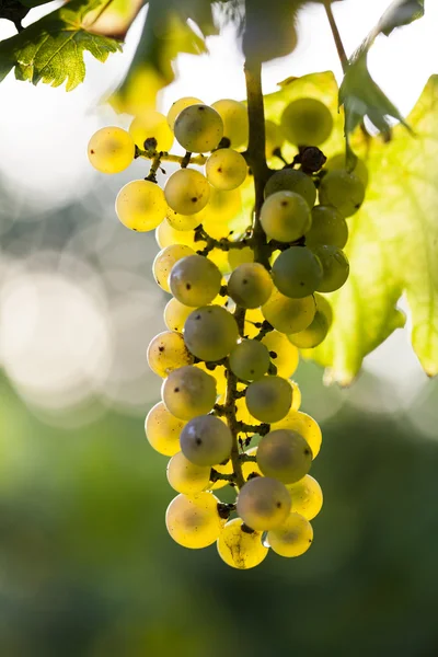 Ramo de uva blanca en la vid —  Fotos de Stock