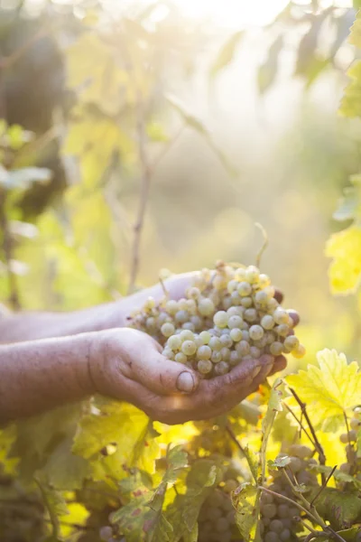 Mãos de agricultores segurando uvas colhidas Fotos De Bancos De Imagens