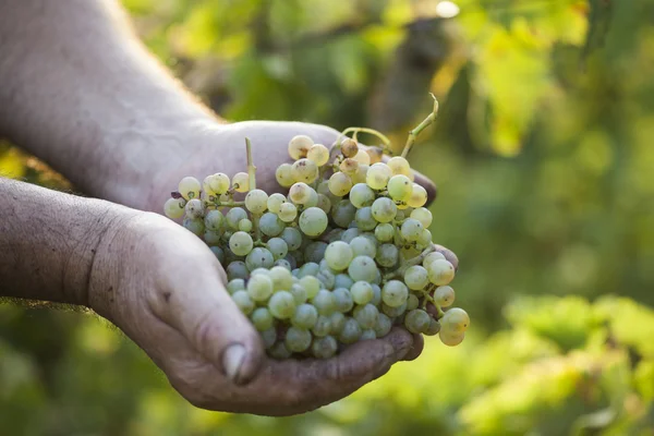 Mãos de agricultores segurando uvas colhidas Fotos De Bancos De Imagens