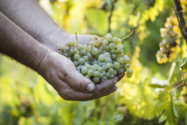 Mãos de agricultores segurando uvas colhidas Fotos De Bancos De Imagens Sem Royalties