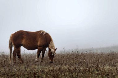 Bir sonbahar günü sisin içinde at otluyor..