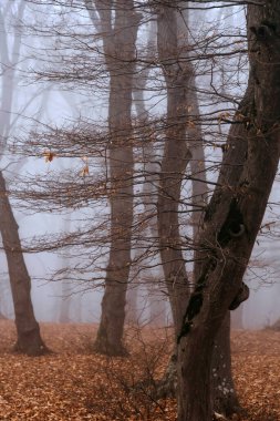 Uzun ağaçlar ve düşen yapraklarla puslu orman gizemli bir atmosfer yaratıyor. Cadılar Bayramı manzarası