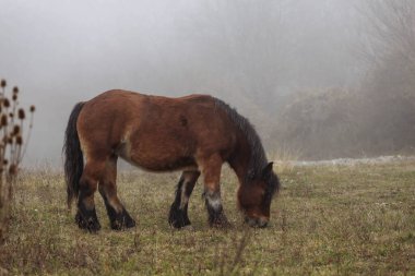 Bir sonbahar günü sisin içinde at otluyor..
