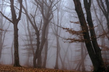 Uzun ağaçlar ve düşen yapraklarla puslu orman gizemli bir atmosfer yaratıyor. Cadılar Bayramı manzarası