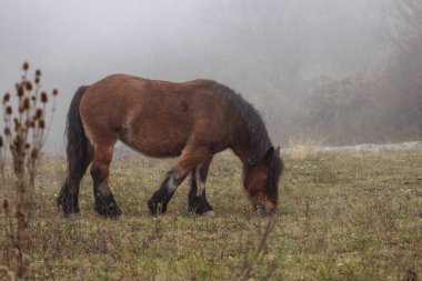 Bir sonbahar günü sisin içinde at otluyor..