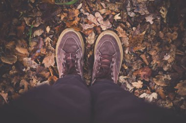 Güz ormanı yeşilliklerindeki spor ayakkabıları.