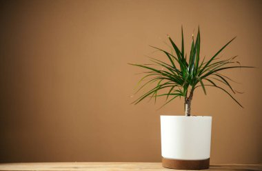 Kahverengi arka planda, fotokopi alanı olan güzel saksı Dracaena marginata ev bitkisi..