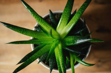 Ahşap arkaplandaki güzel aloe bitkisinin fotokopi alanı ile üst görünümü.