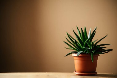 Kahverengi arkaplanda, kopyalama alanı olan güzel bir aloe bitkisi.