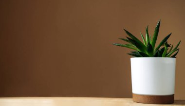 Kahverengi arkaplanda, kopyalama alanı olan güzel bir aloe bitkisi.