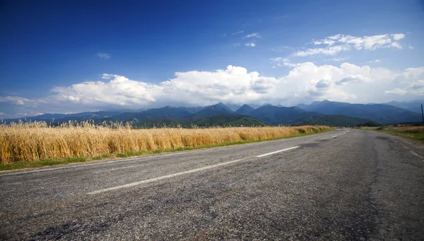 Асфальтовая дорога рядом с спелым пшеничным полем — стоковое фото