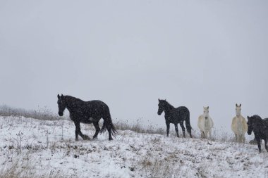 Şiddetli kar yağışı altında güzel siyah beyaz atlar..