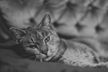 Tekir kedi koltukta rahatça dinleniyor..