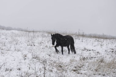 Güzel siyah at, şiddetli kar altında..