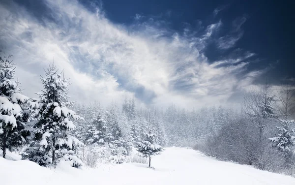 雪のモミの木とクリスマスの背景 — ストック写真